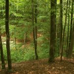 302 προσλήψεις δασολόγων και δασοπόνων στα δασαρχεία της χώρας
