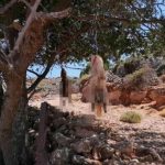 Φρίκη στα Χανιά: Έγδαραν και κρέμασαν σκύλους από δέντρα