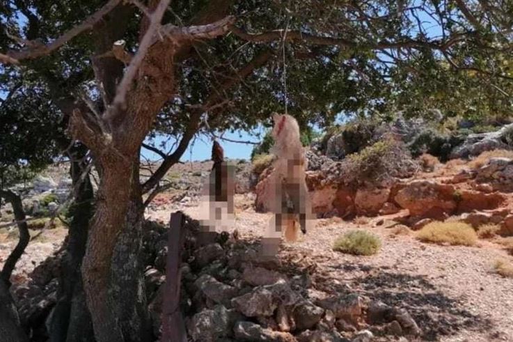 Φρίκη στα Χανιά: Έγδαραν και κρέμασαν σκύλους από δέντρα