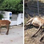 Τέρατα σκότωσαν το ελαφάκι που ζούσε κοντά σε σπίτια στους πρόποδες της Πάρνηθας