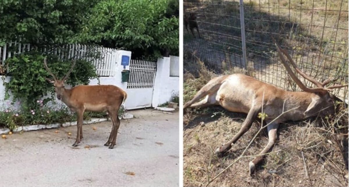 Τέρατα σκότωσαν το ελαφάκι που ζούσε κοντά σε σπίτια στους πρόποδες της Πάρνηθας