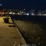 Θεσσαλονίκη: Βγήκαν ψάρια στη στεριά στην Παραλία