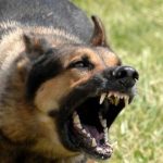 Επίθεση από αγέλη σκύλων δέχτηκε 17χρονη - Τη δάγκωσαν 58 φορές