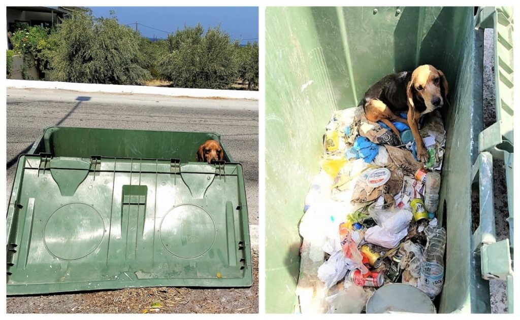 Ρόδος: «Τέρατα» πέταξαν σε άσχημη κατάσταση σκυλίτσα σε κάδο σκουπιδιών για να πεθάνει