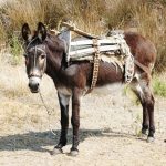 Φιλοζωική έκανε μήνυση σε 80χρονη γιαγιά γιατί δεν είχε κόψει τα νύχια του γαϊδαράκου της