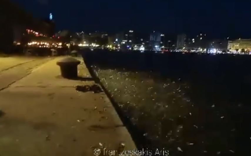 Θεσσαλονίκη: Βγήκαν ψάρια στη στεριά στην Παραλία