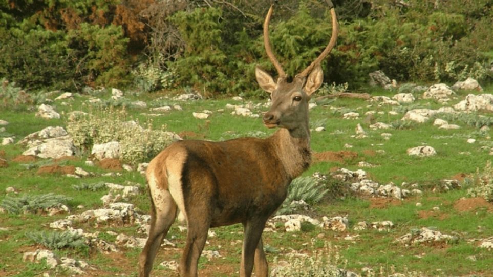 Πάρνηθα: Ελάφι κινδύνευσε να «σκάσει» απo γαριδάκια και υπερβολική κατανάλωση ψωμιού