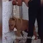 Χανιά: Τέρας κρέμασε τον σκύλο του και του έκοψε τους όρχεις επειδή ήθελε παιχνίδια και τον ενοχλούσε