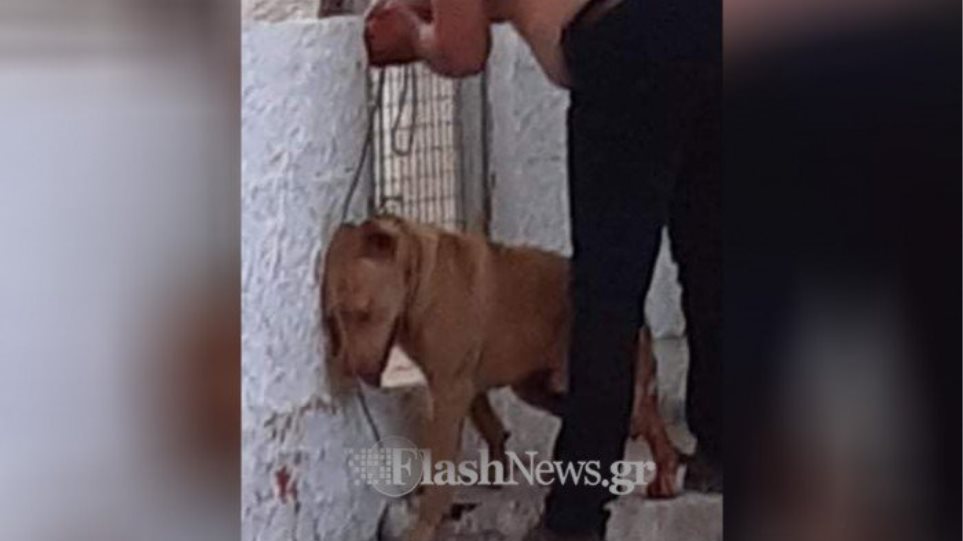 Χανιά: Τέρας κρέμασε τον σκύλο του και του έκοψε τους όρχεις επειδή ήθελε παιχνίδια και τον ενοχλούσε