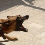 Μητέρα 4 παιδιών έχασε τη ζωή της από επίθεση σκύλων τα οποία δεν ήταν αδέσποτα