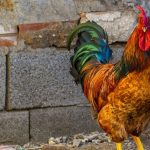 Κόκορας σκότωσε αστυνομικό κατά τη διάρκεια επιχείρησης