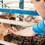 Ζητείται Εργάτης για κτηνοτροφική μονάδα