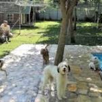 Ζητείται υπάλληλος από ξενοδοχείο σκύλων (Μισθός 650€)