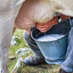 Ζητείται άτομο ή ζευγάρι για άρμεγμα με τα χέρια