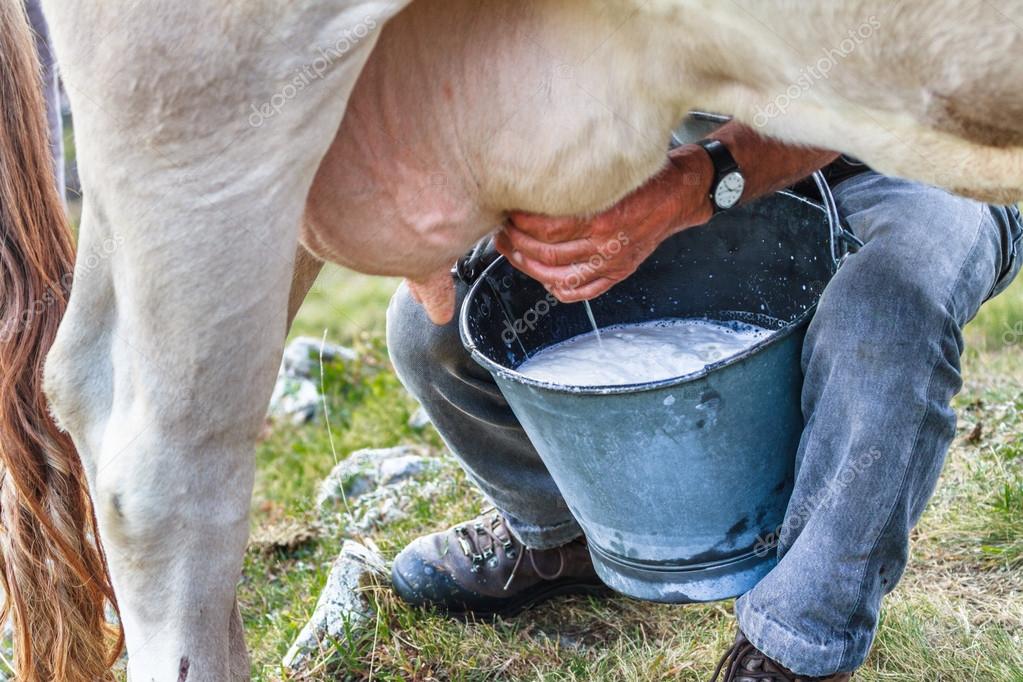 Ζητείται άτομο ή ζευγάρι για άρμεγμα με τα χέρια