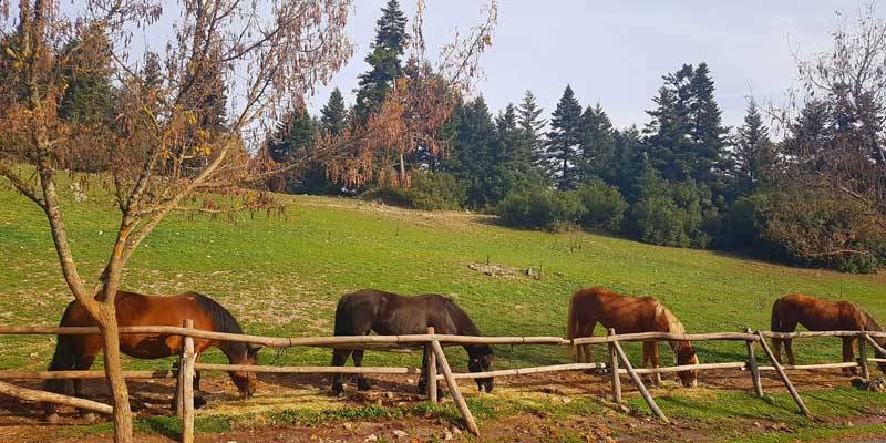 Ζητούνται 2 άτομα σε φάρμα με άλογα για μόνιμη εργασία