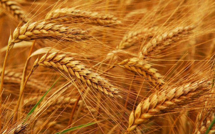 Ζητούνται Ανειδίκευτοι Εργάτες σε εταιρεία σιτηρών