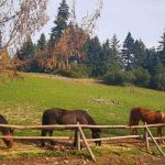 Ζητούνται 2 άτομα σε φάρμα με άλογα για μόνιμη εργασία