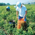 Ζητούνται Άτομα για αγροτικές εργασίες
