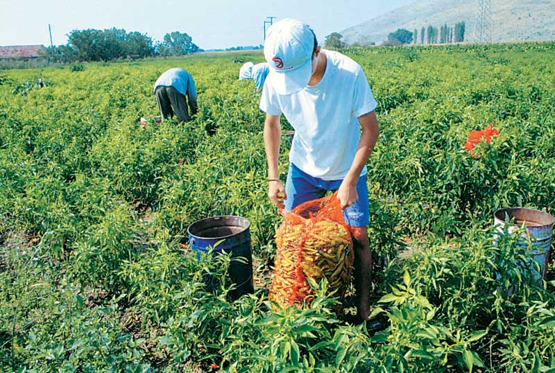 Ζητούνται Άτομα για αγροτικές εργασίες