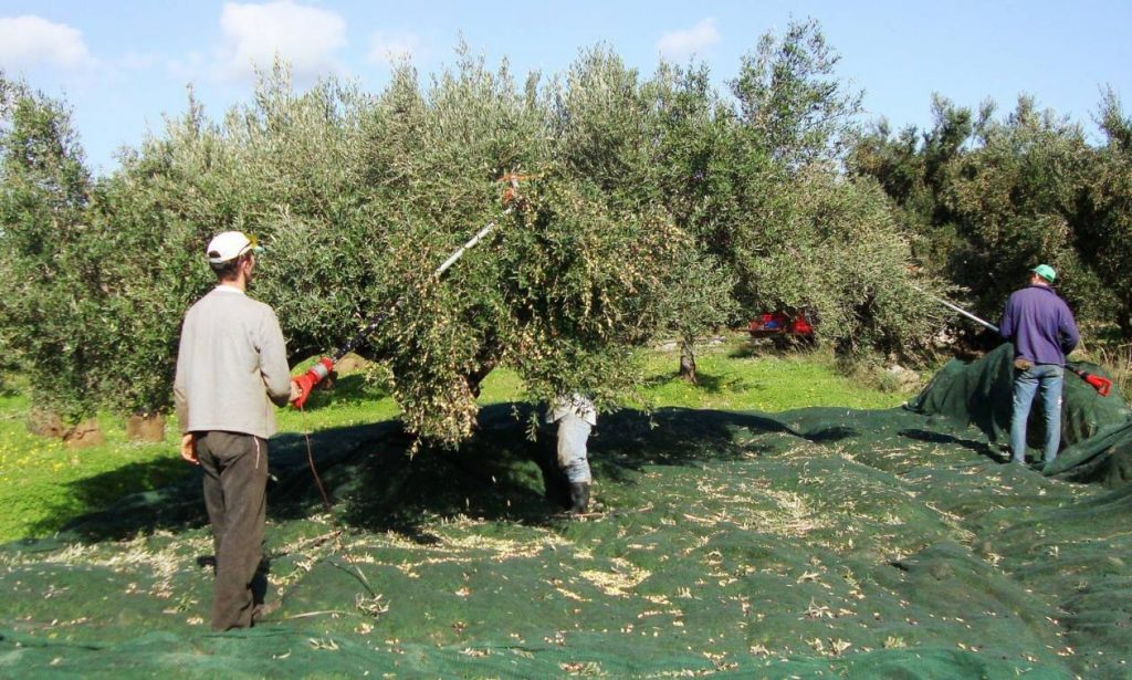 Ζητείται Εργάτης για μάζεμα ελιάς και αγροτικές εργασίας (Παρέχεται διαμονή, διατροφή)