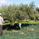 Ζητείται Εργάτης για μάζεμα ελιάς και αγροτικές εργασίας (Παρέχεται διαμονή, διατροφή)