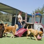 Ζητείται Εργάτης για Ξενοδοχείο Σκύλων