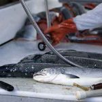 Ζητείται Υπάλληλος Ιχθυοπωλείου σε αλυσίδα Super Market