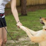 Ζητείται Υπάλληλος σε εκπαιδευτήριο - ξενοδοχείο σκύλων (Μισθός 800€)
