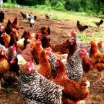 Ζητείται Κοπέλα σε μικρή οικογενειακή φάρμα με κοτόπουλα 