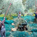 Ζητούνται Εργάτες για μάζεμα ελιάς