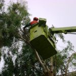 Ζητείται Κλαδευτής - Κηπουρός σε εταιρεία τεχνικών έργων πρασίνου