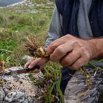 Ζητείται Εργάτης Αγροτικών Εργασιών (50€/ημέρα)