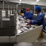 Ζητούνται Εργάτες από εταιρεία επεξεργασίας αλιευμάτων