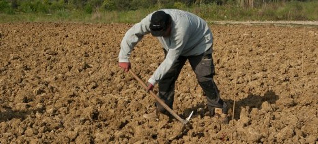 Ζητούνται Εργάτες αγροτικών εργασιών