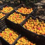 Ζητούνται Εργάτες /Εργάτριες για συγκομιδή βερίκοκου