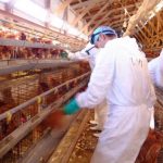 Ζητείται Εργάτης σε πτηνοτροφικό συνεταιρισμό (Μισθός 1.000€)
