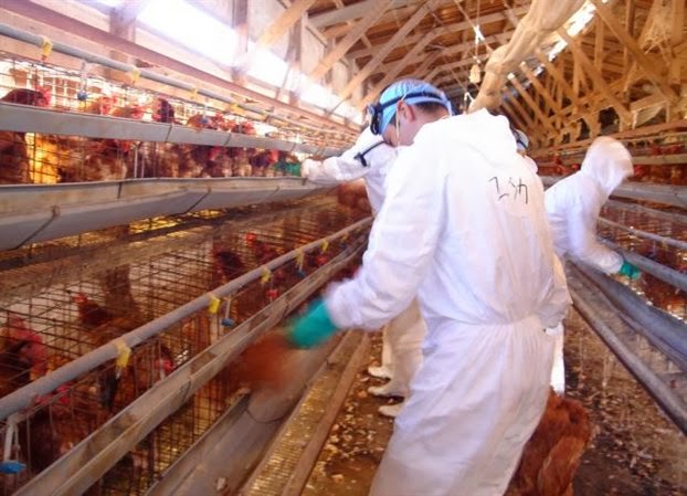 Ζητείται Εργάτης σε πτηνοτροφικό συνεταιρισμό (Μισθός 1.000€)