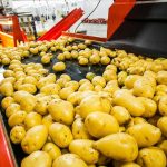 Ζητείται εργάτης από βιοτεχνία επεξεργασίας πατάτας