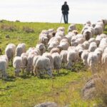 Ζητείται άτομο για κτηνοτροφικές εργασίες με όλα τα έξοδα καλυμμένα