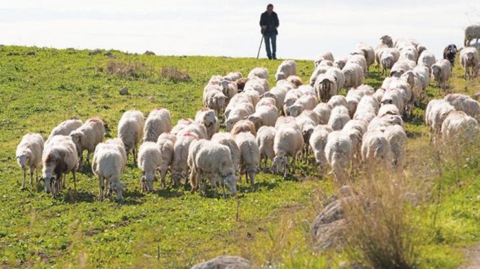 Ζητείται άτομο για κτηνοτροφικές εργασίες με όλα τα έξοδα καλυμμένα
