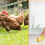 Zητείται κυρία ως οικιακή βοηθός & φροντίδα ζώων σε αγρόκτημα με κοτόπουλα