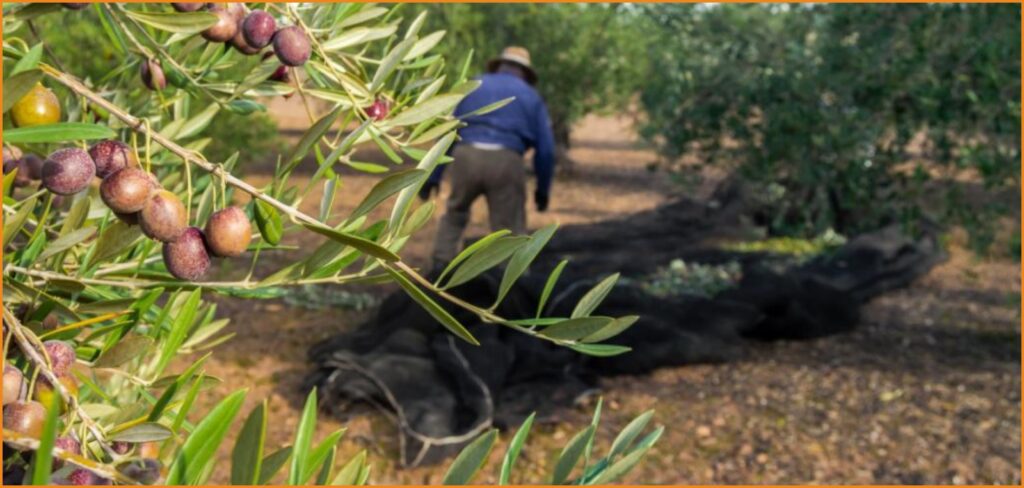 Ζητείται άτομο για αγροτικές εργασίες σε αγρόκτημα με δέντρα