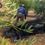 Ζητείται άτομο για αγροτικές εργασίες σε αγρόκτημα με δέντρα