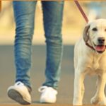 Ζητείται άτομο για φροντίδα & βόλτα κατοικίδιου (10€ η ώρα/μερική απασχόληση)