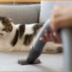 Ζητείται Βοηθός καθαριότητας γατιών