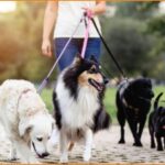Ζητείται Pet sitter για βόλτα κατοικιδίου (9€/ώρα)