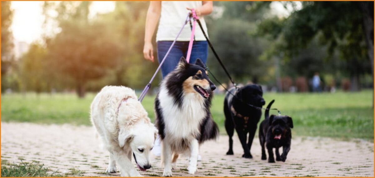 Ζητείται Pet sitter για βόλτα κατοικιδίου (9€/ώρα)