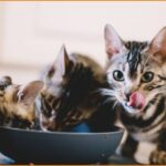 Ζητείται pet sitter για να ταΐζει τις γάτες και να καθαρίζει τις άμμους (Αμοιβή 10€ / ώρα)