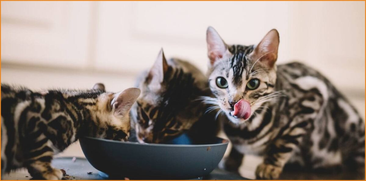Ζητείται pet sitter για να ταΐζει τις γάτες και να καθαρίζει τις άμμους (Αμοιβή 10€ / ώρα)